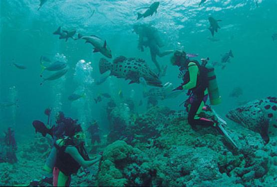 Bild Nr. 10427 - 487 mal gesehen