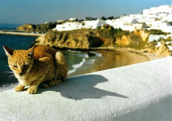 Bild Nr. 10957 - 253 mal gesehen