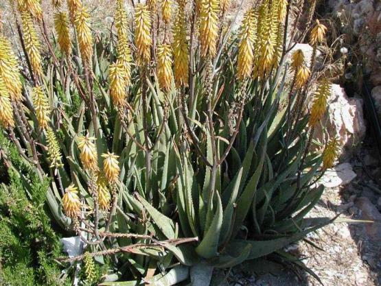 Bild Nr. 12533 - 326 mal gesehen Bild Nr. 12533 - 326 mal gesehen