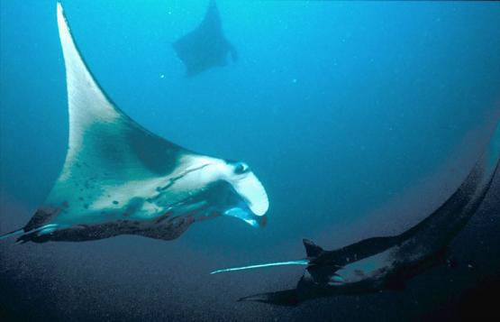 Bild Nr. 1343 - 306 mal gesehen Bild Nr. 1343 - 306 mal gesehen