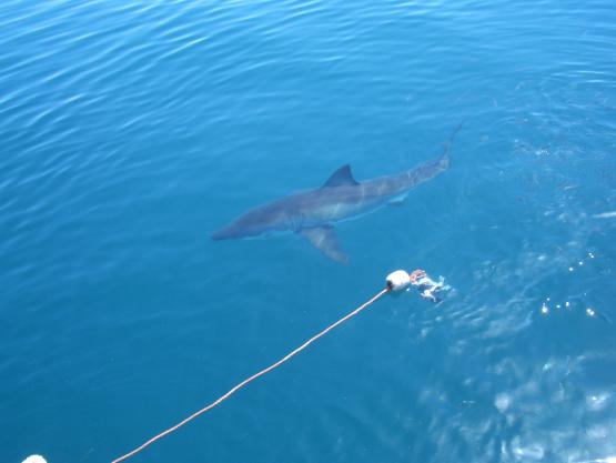 Bild Nr. 13811 - 536 mal gesehen