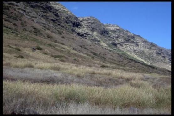 Bild Nr. 15952 - 226 mal gesehen