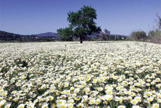 Bild Nr. 17032 - 372 mal gesehen