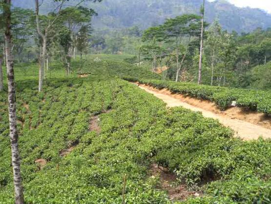 Bild Nr. 17167 - 268 mal gesehen