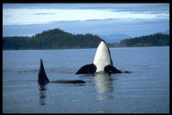 Bild Nr. 1830 - 213 mal gesehen Bild Nr. 1830 - 213 mal gesehen