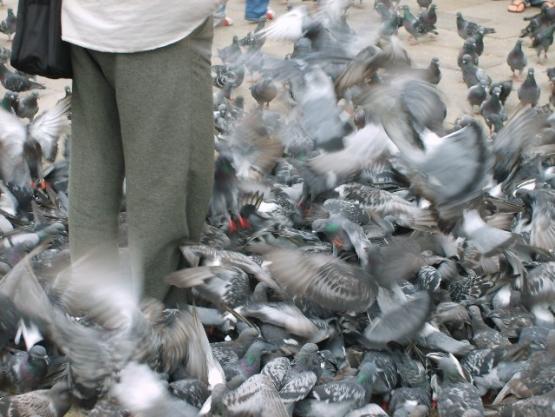 Bild Nr. 21086 - 267 mal gesehen