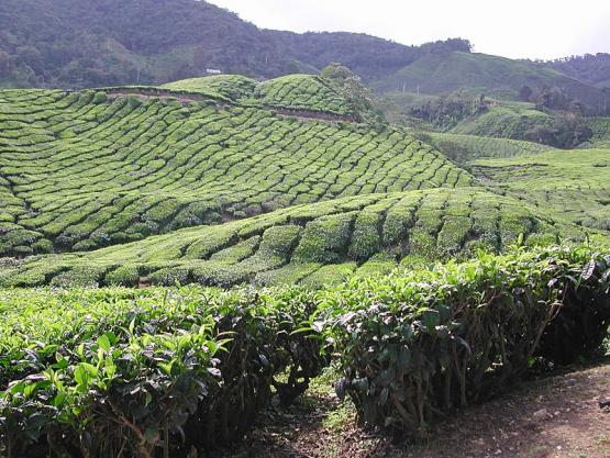 Bild Nr. 2115 - 232 mal gesehen Bild Nr. 2115 - 232 mal gesehen