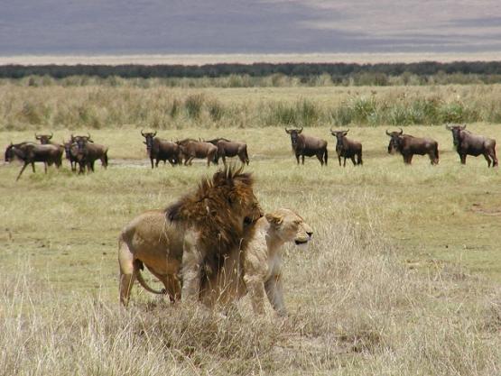 Bild Nr. 2205 - 300 mal gesehen Bild Nr. 2205 - 300 mal gesehen