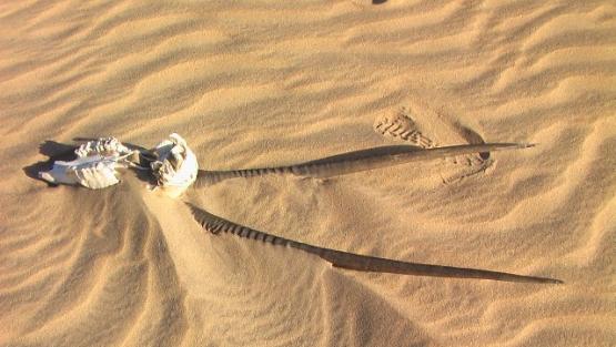 Bild Nr. 24459 - 33 mal gesehen