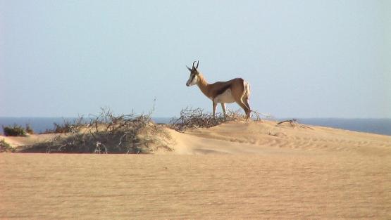 Bild Nr. 24461 - 38 mal gesehen