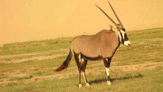 Bild Nr. 24466 - 69 mal gesehen