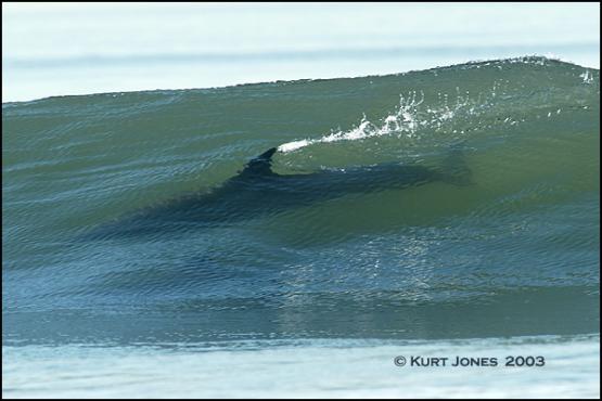 Bild Nr. 2665 - 3127 mal gesehen