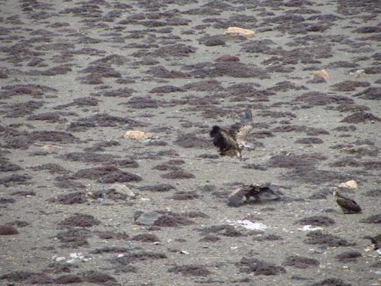 Bild Nr. 31079 - 256 mal gesehen