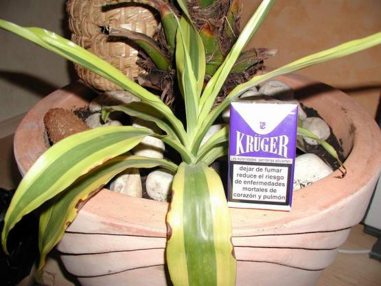 Bild Nr. 3902 - 269 mal gesehen Bild Nr. 3902 - 269 mal gesehen