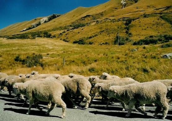 Bild Nr. 476 - 175 mal gesehen