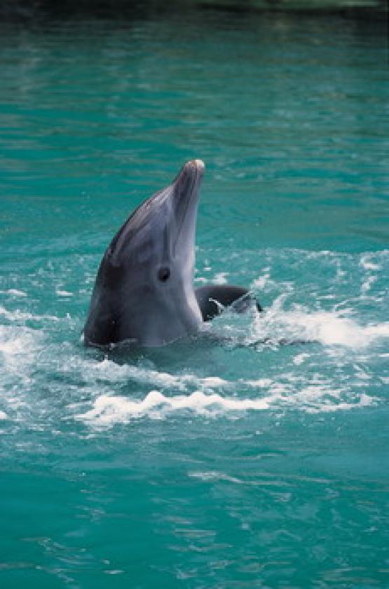 Bild Nr. 5583 - 1566 mal gesehen Bild Nr. 5583 - 1566 mal gesehen