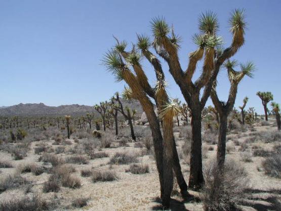 Bild Nr. 584 - 214 mal gesehen Bild Nr. 584 - 214 mal gesehen