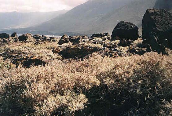 Bild Nr. 8925 - 231 mal gesehen Bild Nr. 8925 - 231 mal gesehen