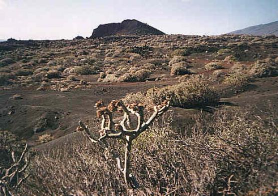 Bild Nr. 8927 - 196 mal gesehen Bild Nr. 8927 - 196 mal gesehen