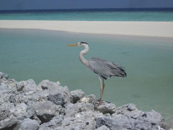 Bild Nr. 8960 - 554 mal gesehen Bild Nr. 8960 - 554 mal gesehen