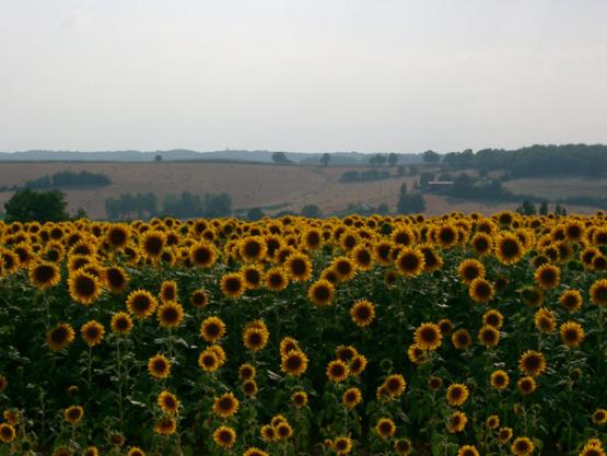 Bild Nr. 9585 - 201 mal gesehen